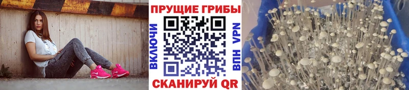 Псилоцибиновые грибы Psilocybine cubensis  Купить закладки  Новочебоксарск 